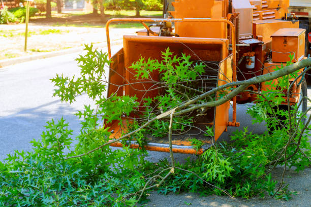 Best Commercial Tree Services  in Orleans, IN