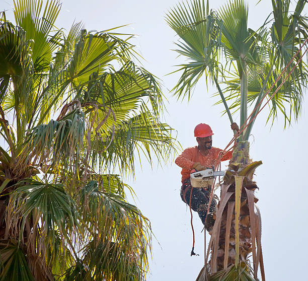 Orleans, IN Tree Services Company