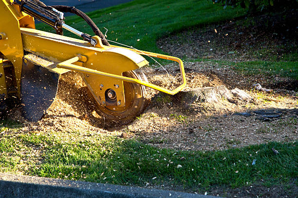 Best Tree Cabling and Bracing  in Orleans, IN