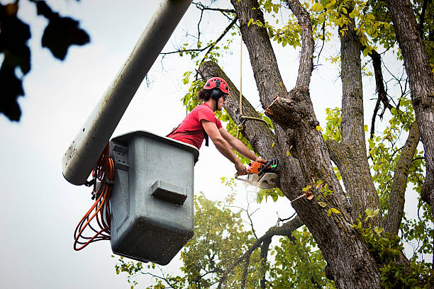 Best Tree Mulching  in Orleans, IN